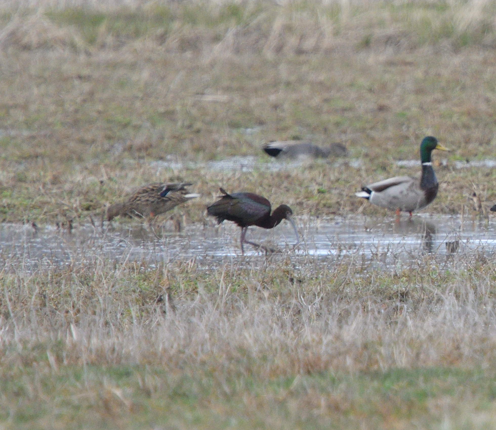 Hybride Ibis falcinelle x Ibis  face blanche