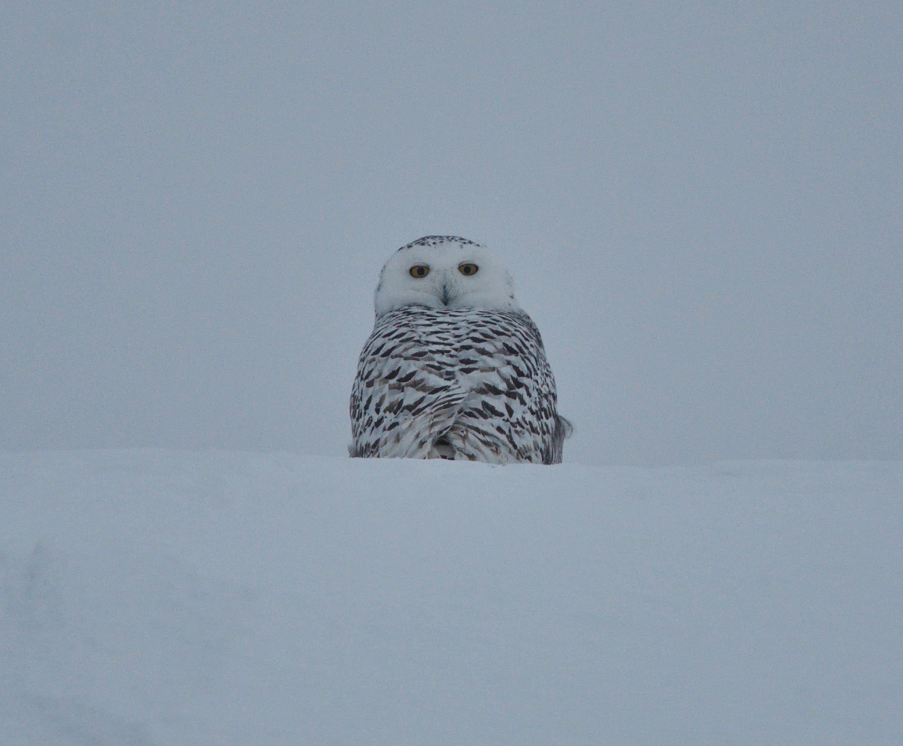 Harfang des neiges