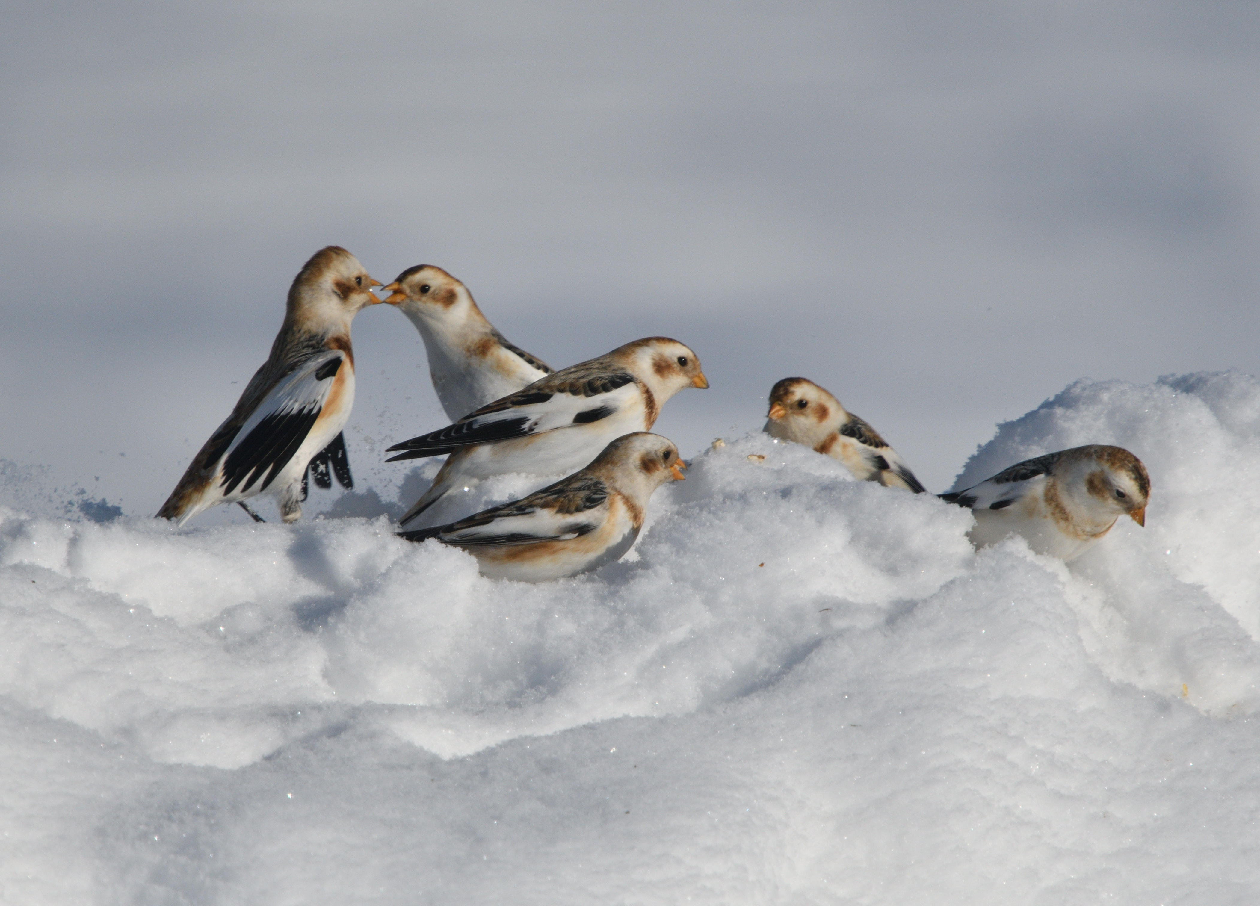 Plectrophanes des neiges