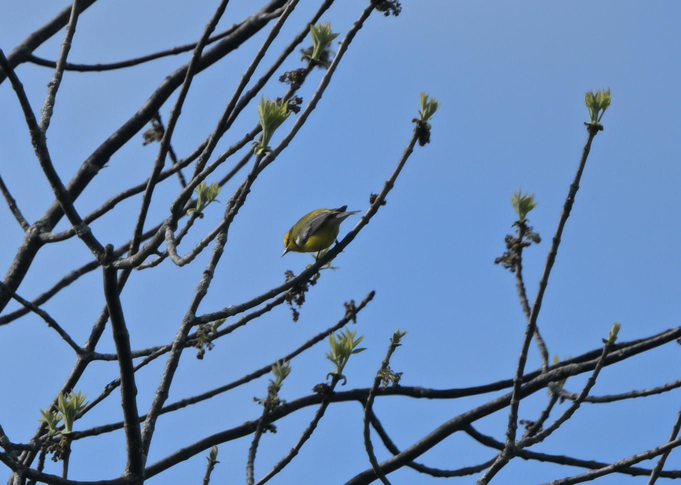 Paruline  ailes bleues