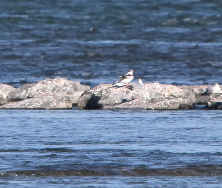 Mouette pygme (Photo du jour du site Oiseaux rares du Qubec)