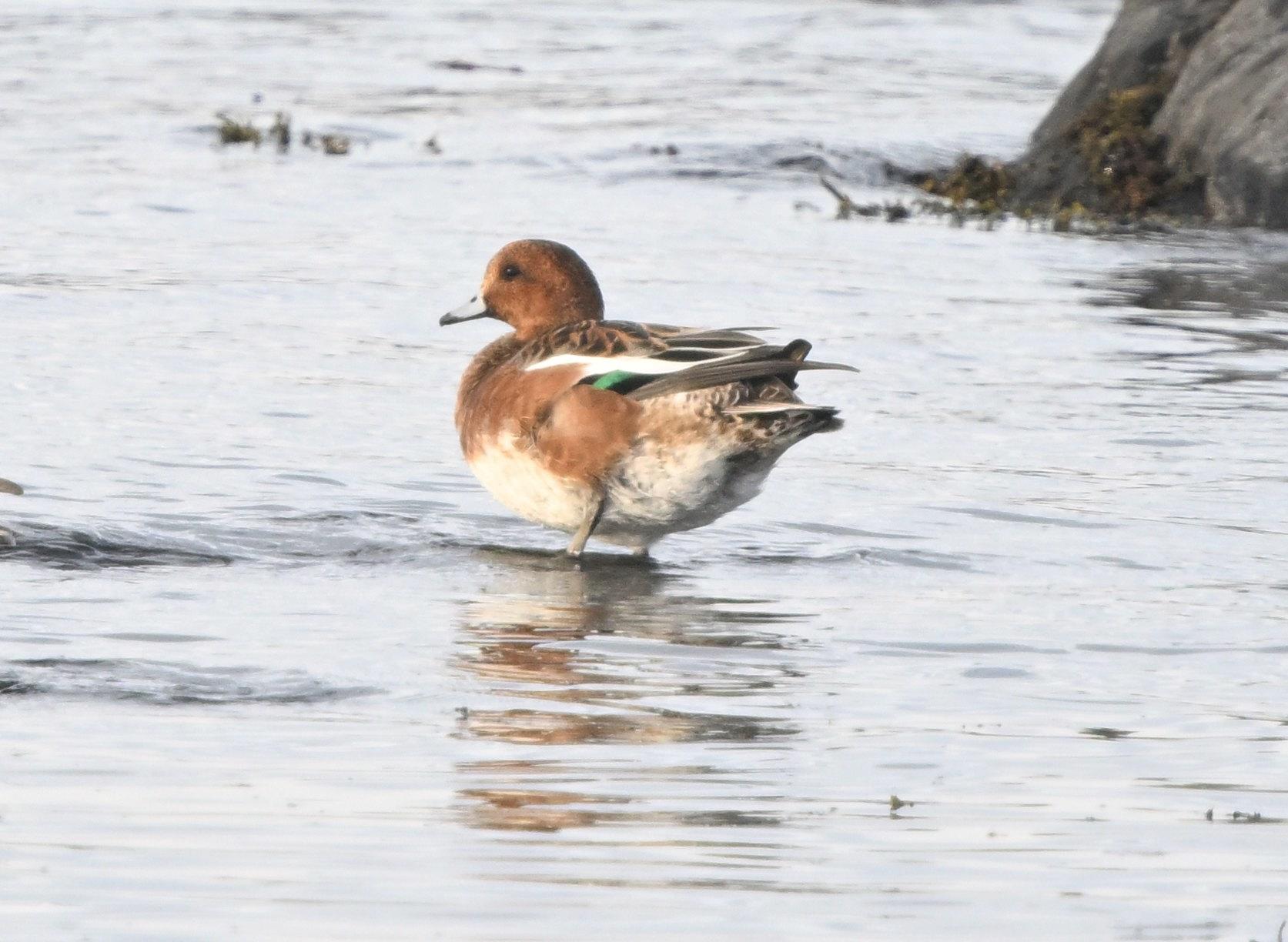 Canard siffleur
