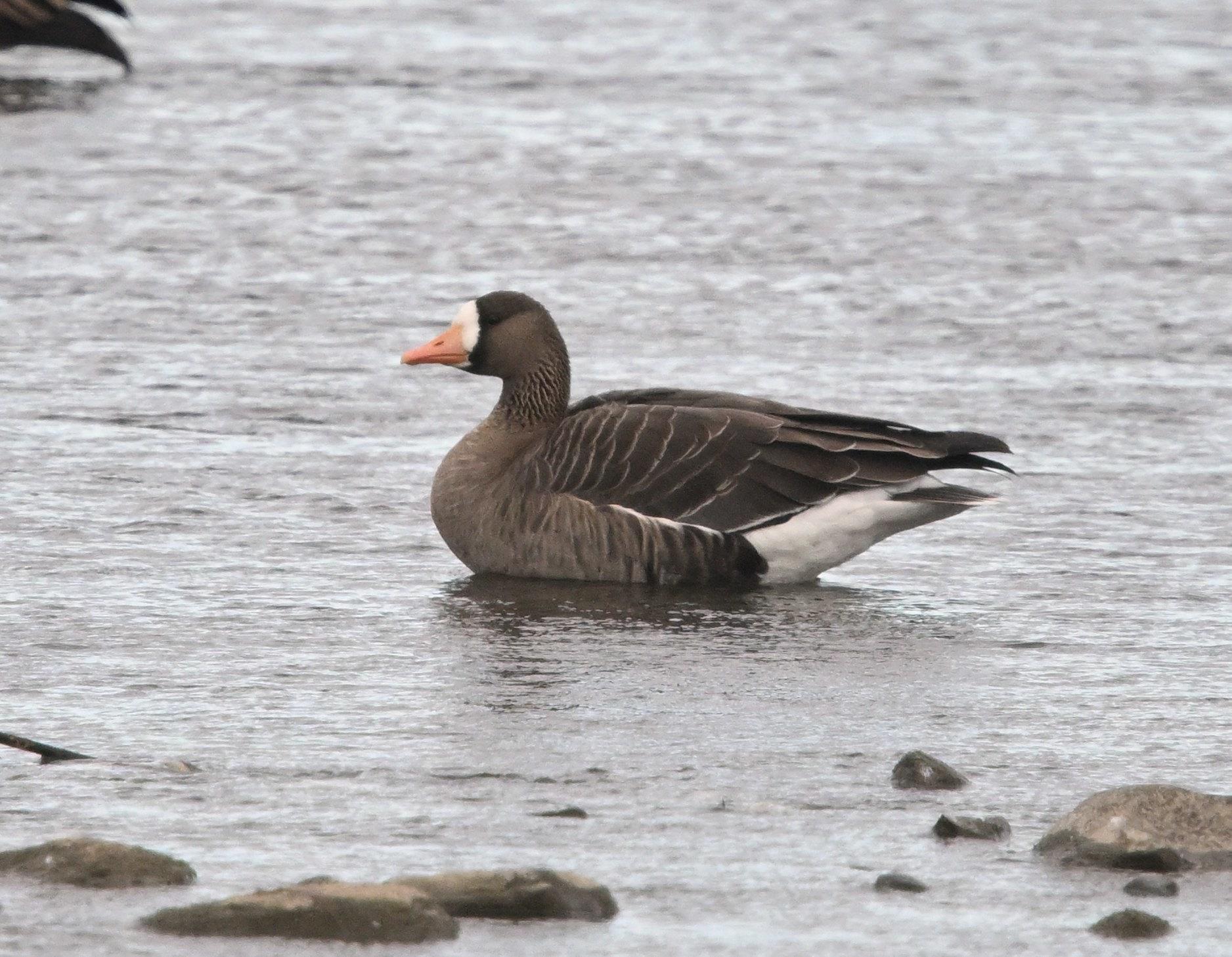 Oie rieuse (Photo du jour du site Oiseaux rares du Qubec)