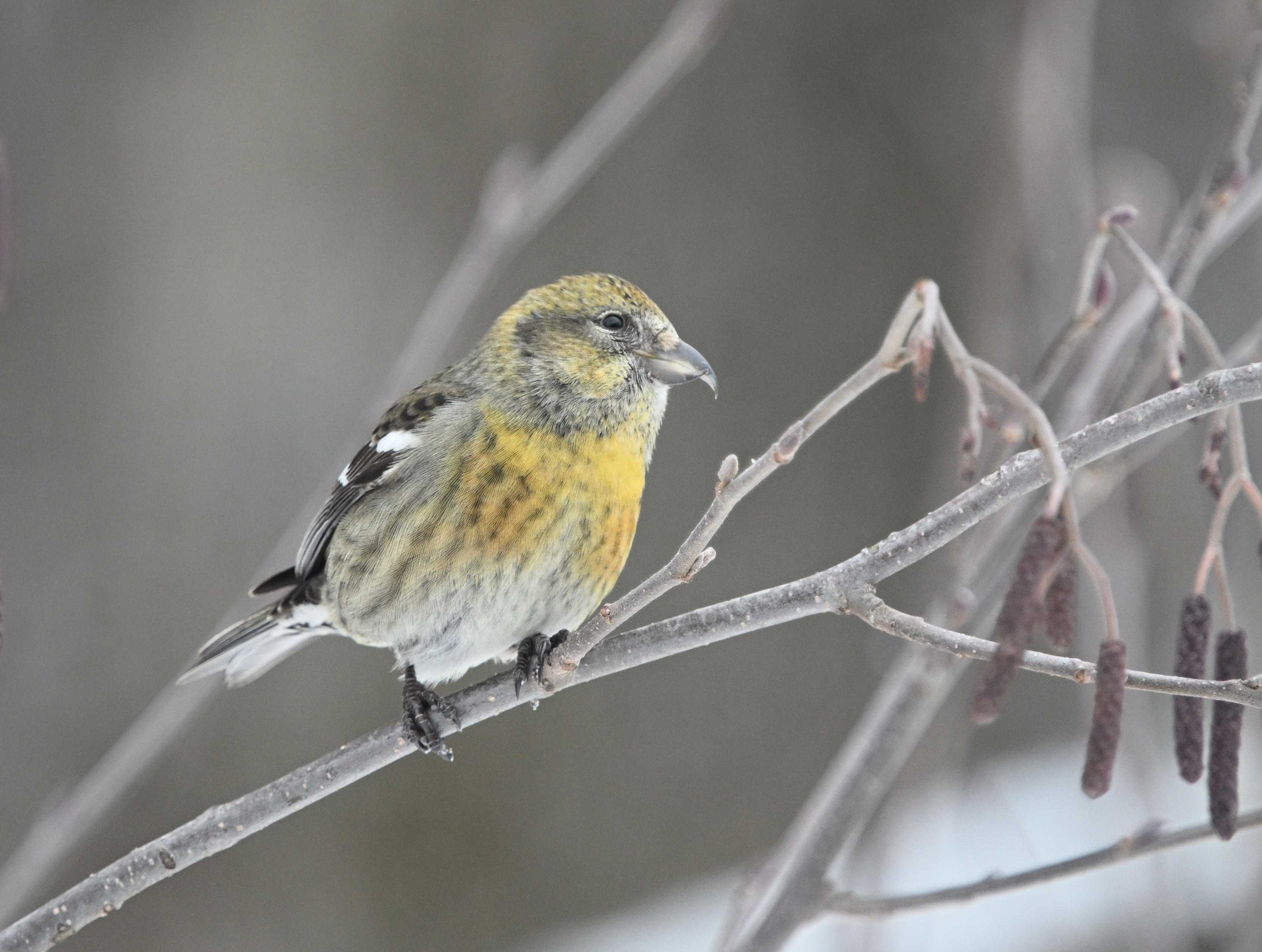 Bec-crois bifasci (Photo du jour du site Oiseaux rares du Qubec)