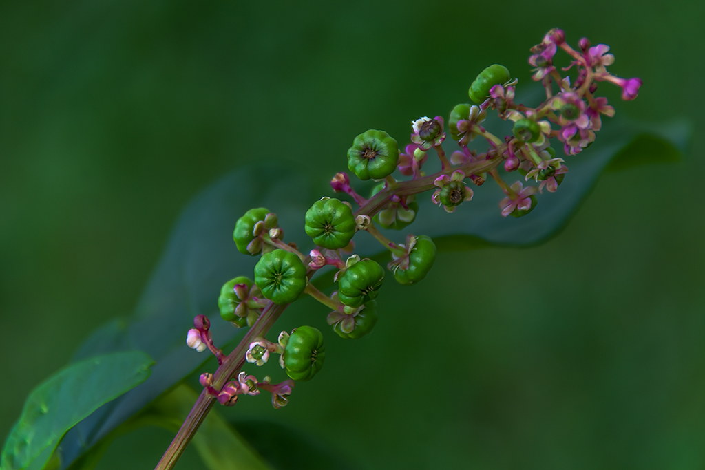 Poke Berries