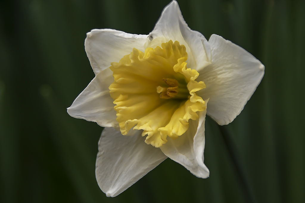 One Last Daffodil