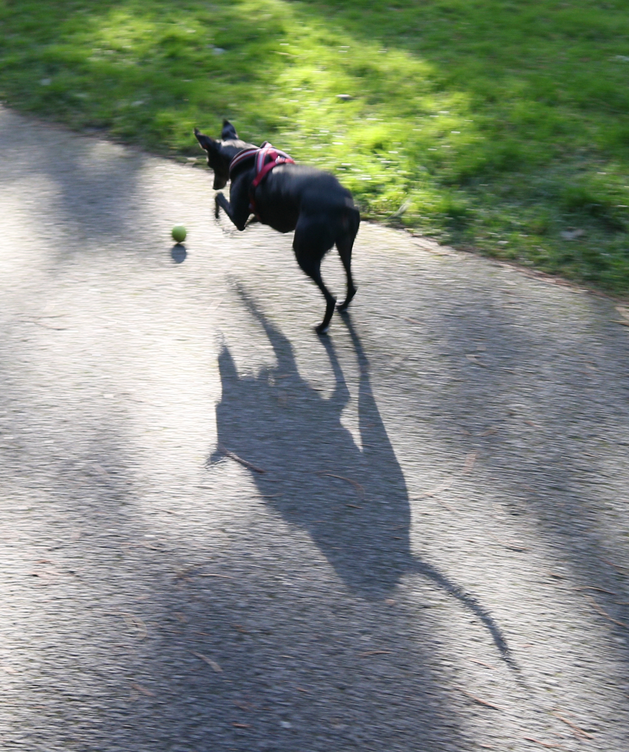 Arlo chases the ball