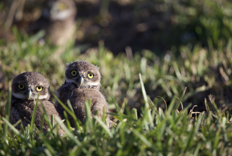 two burrowing owlets