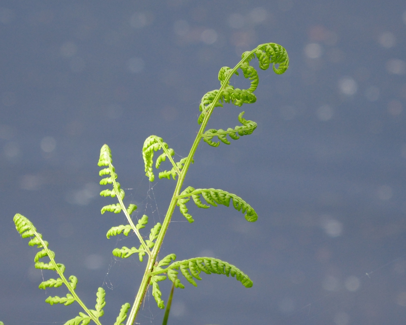 Fern