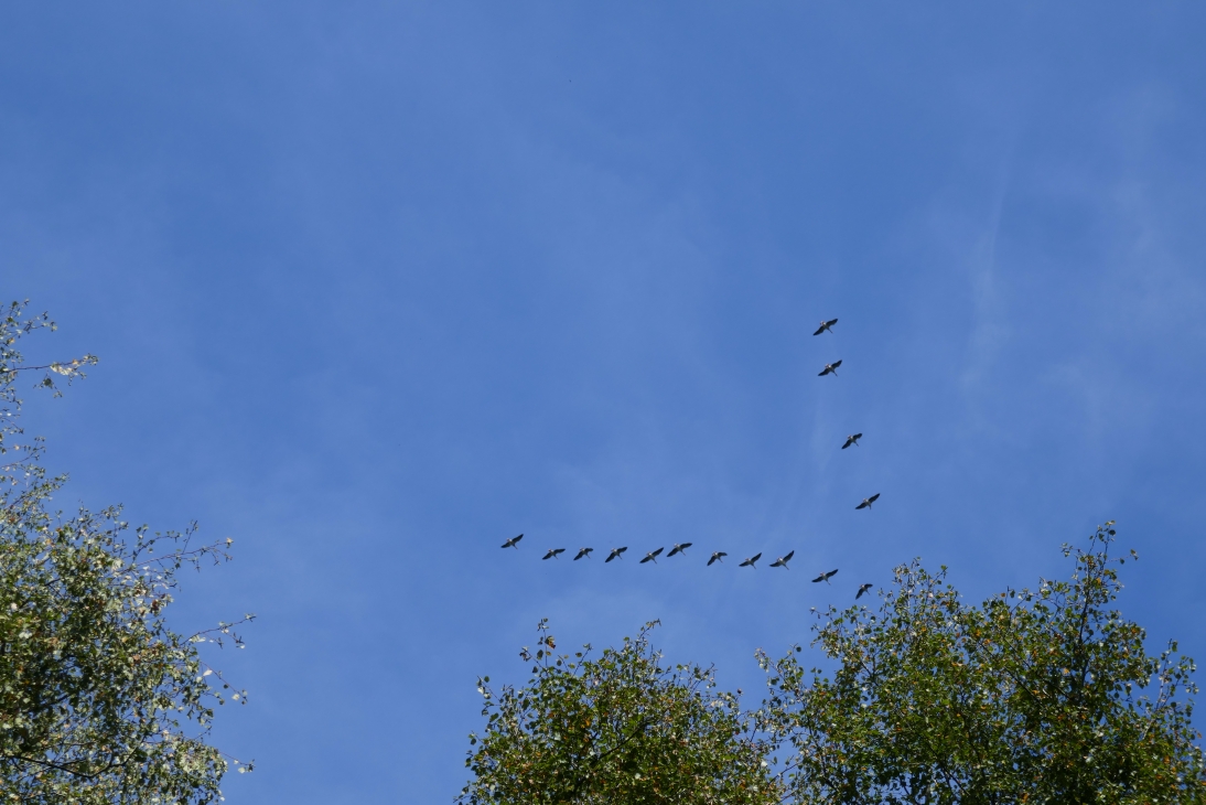Wild geese
