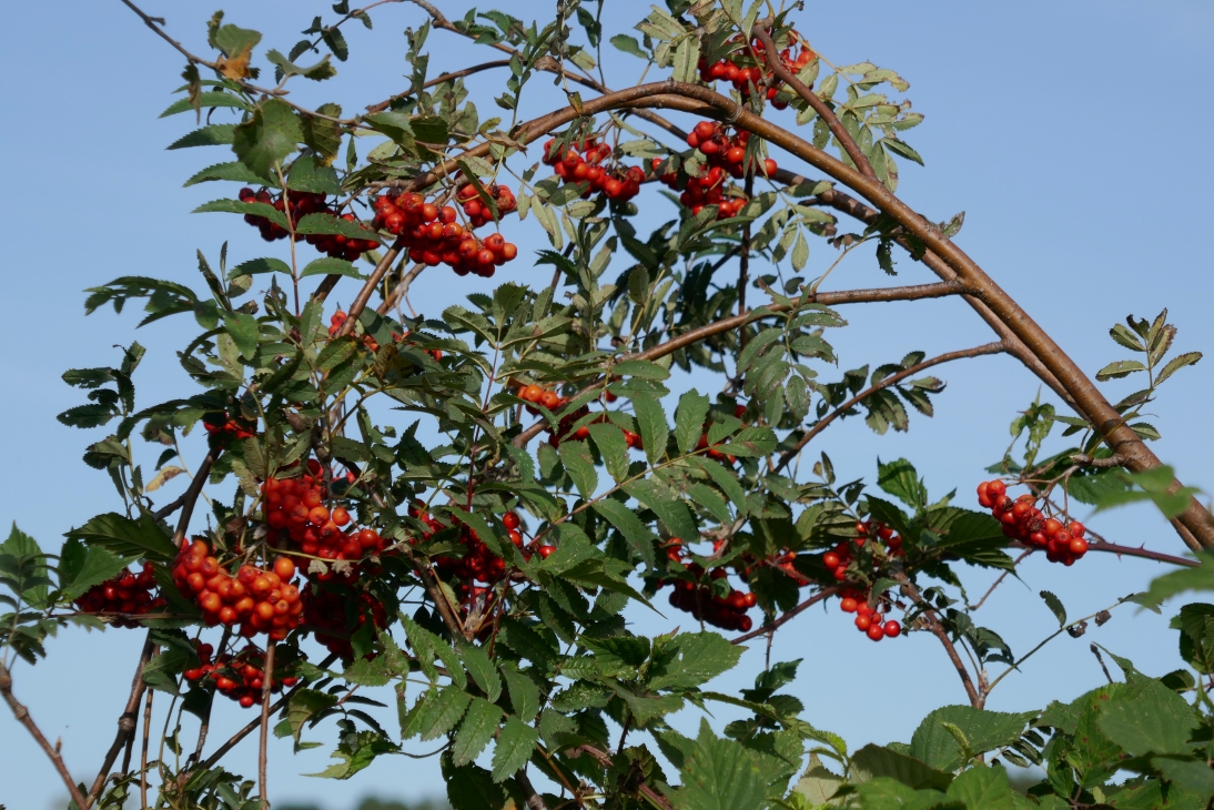 A bow of rowan 