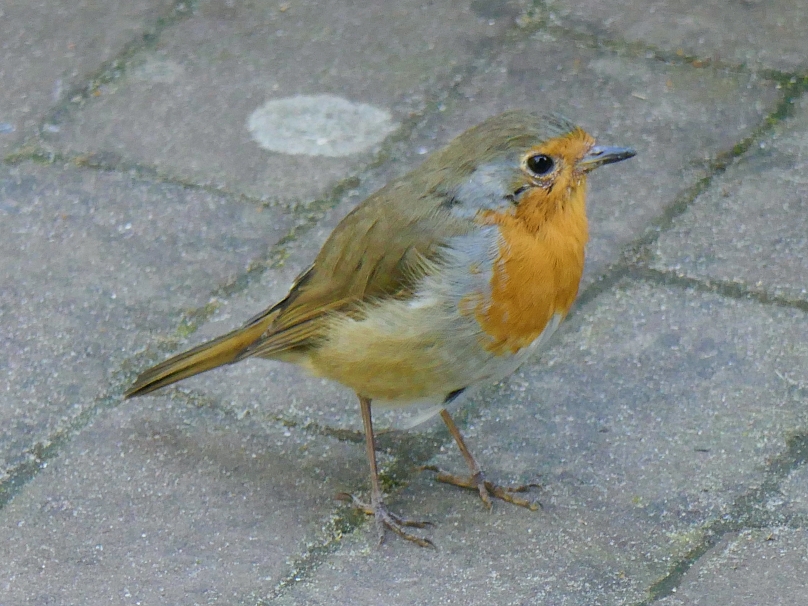Robin