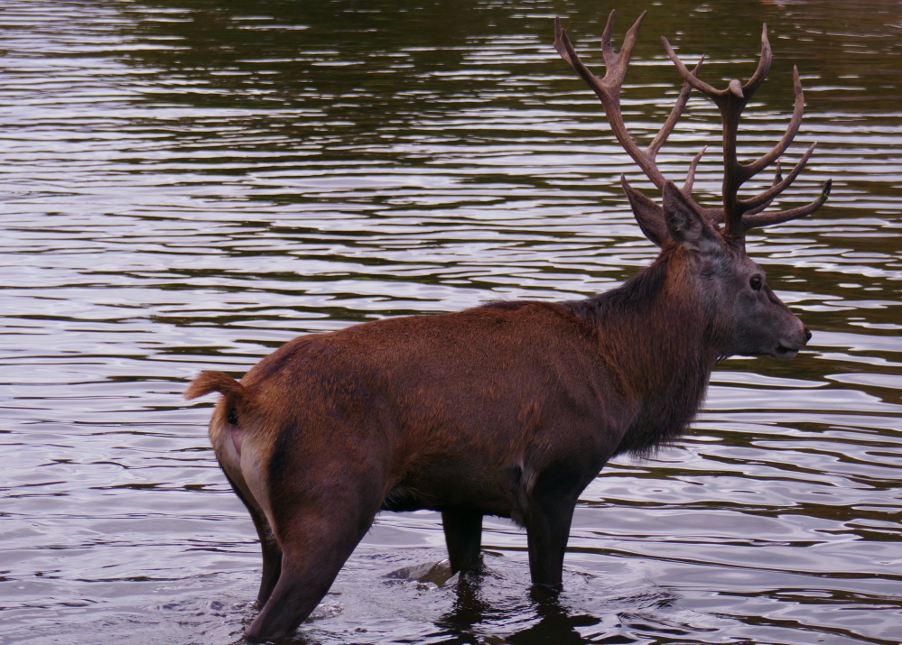 The buck