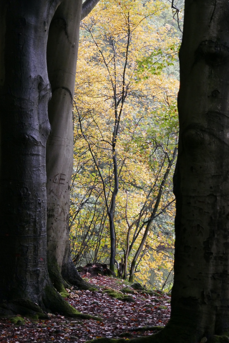 Vista