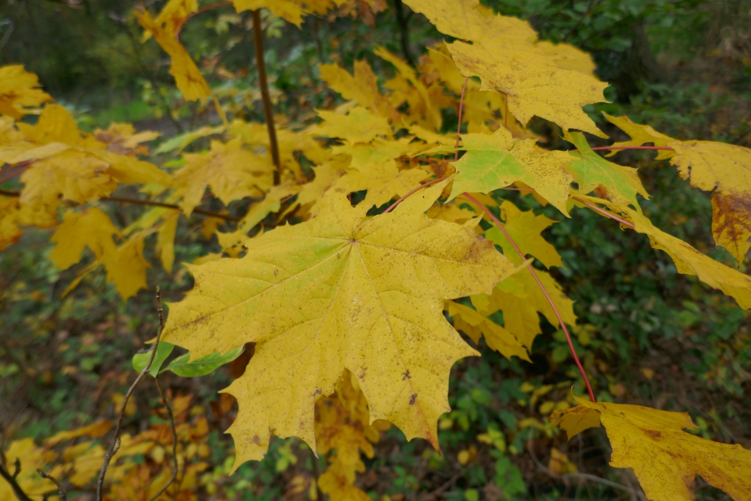 Leaf