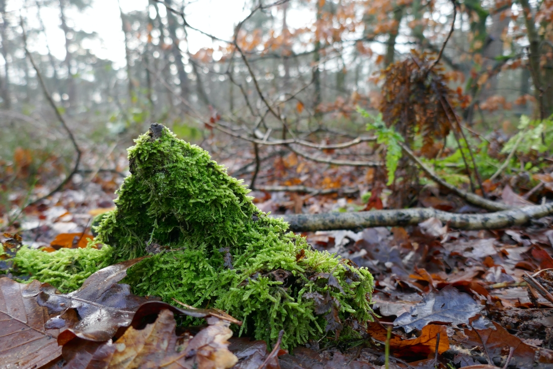 Kindbergia praelonga