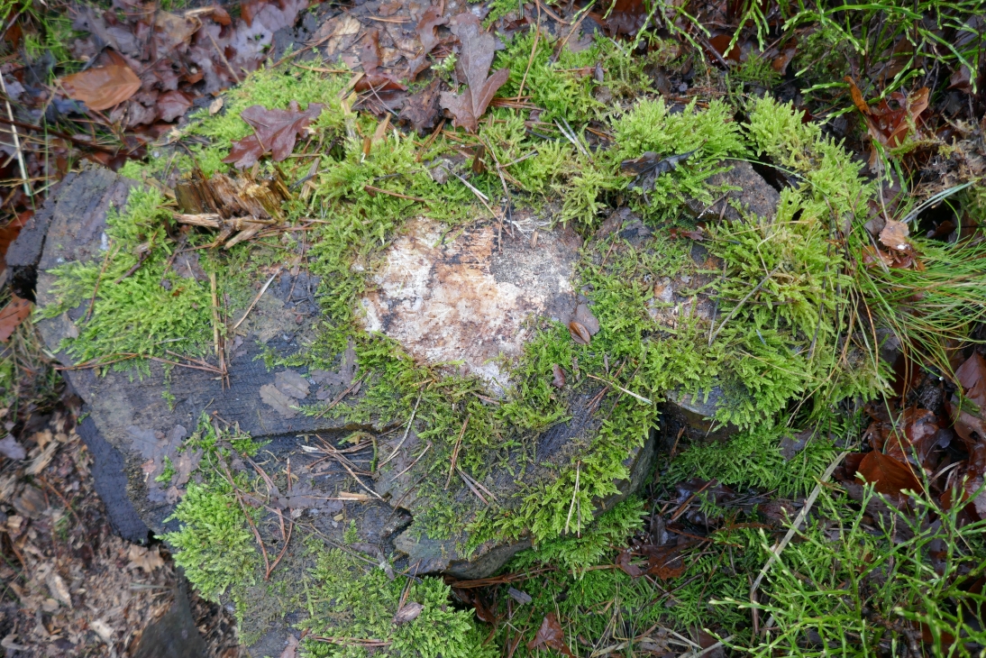 Natures heart