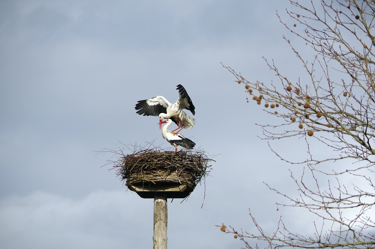 Two storks on a nest