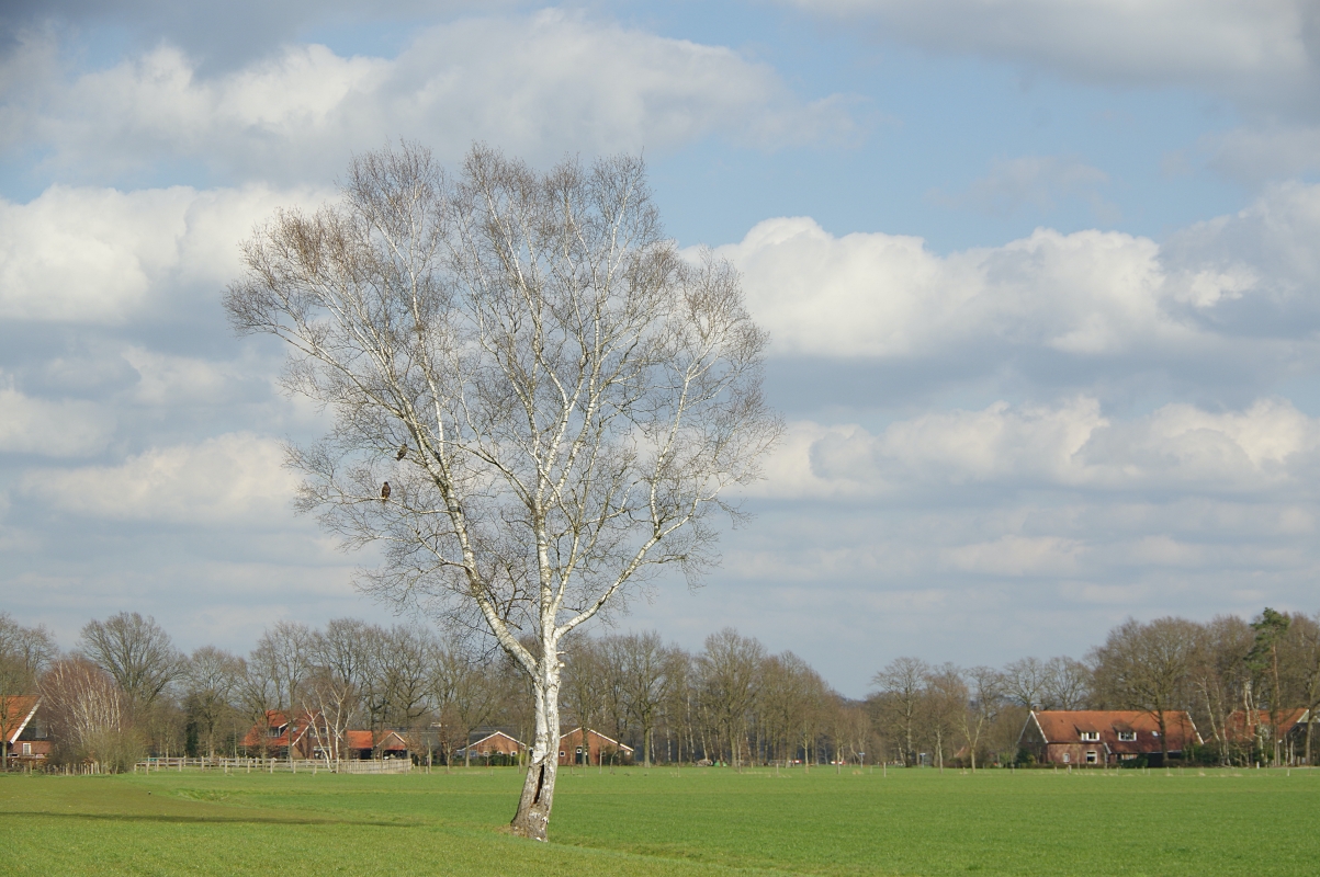 Two buzzards in a birch tree