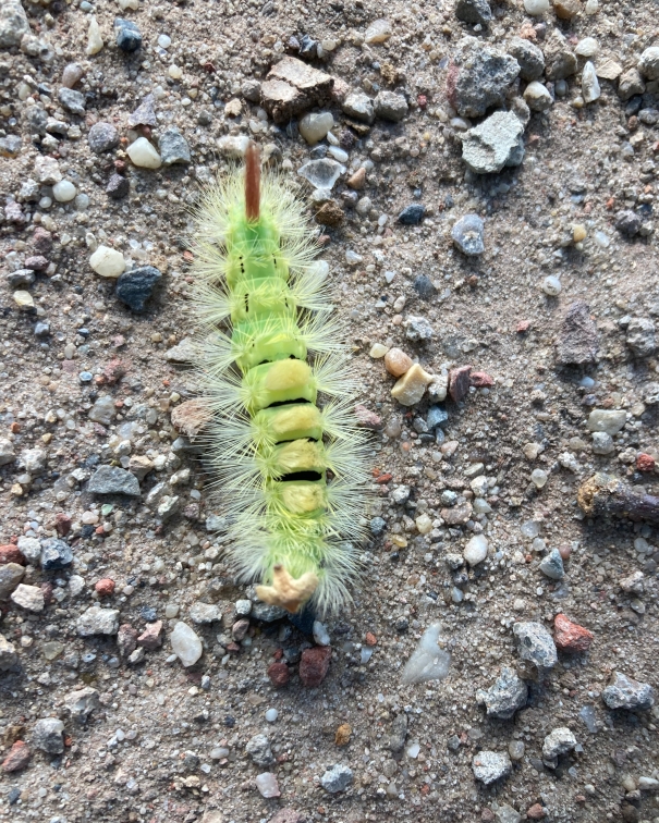  pale tussock