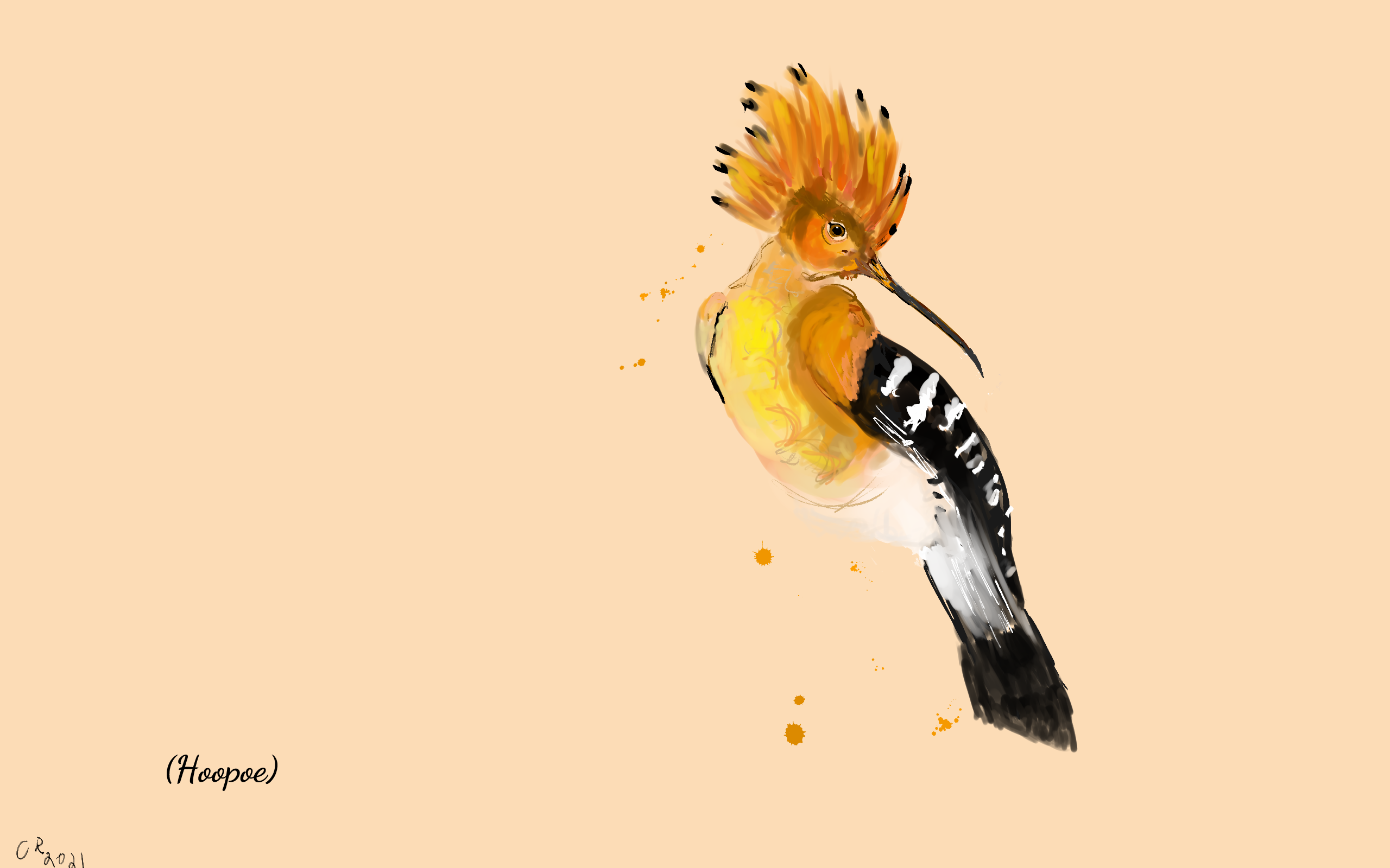 Hoopoe