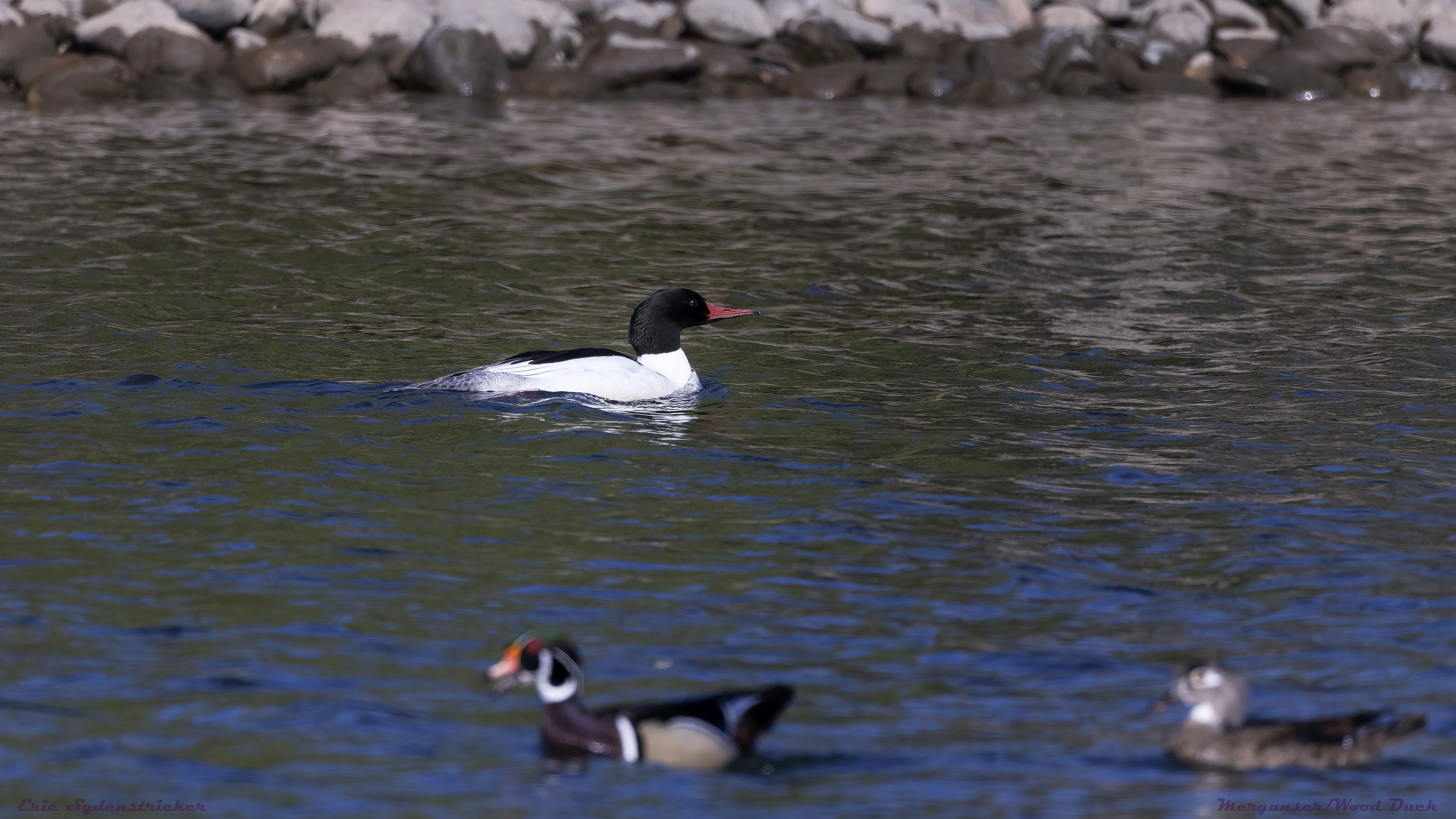 Merganser/Wood Ducks