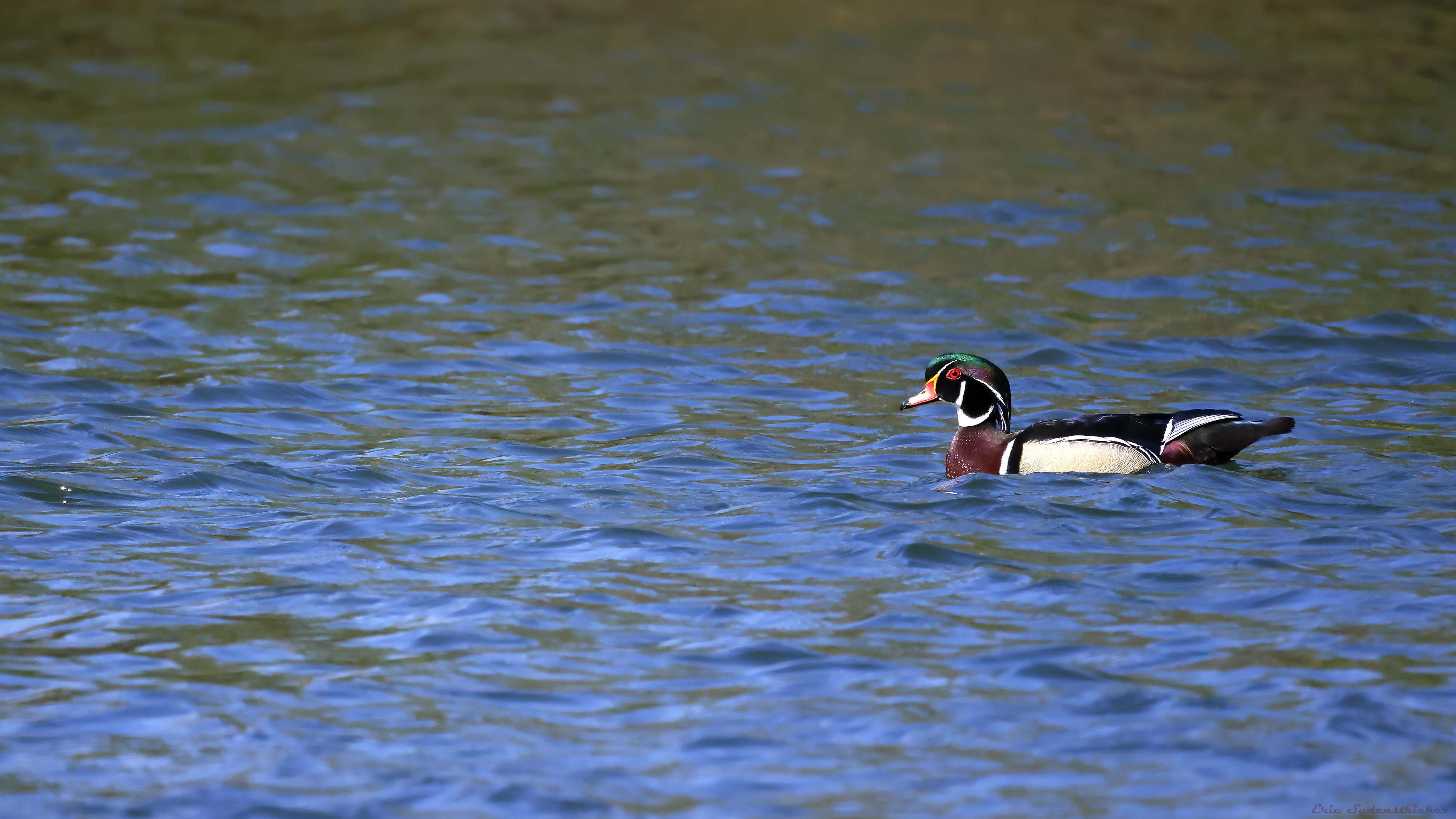 Wood Duck