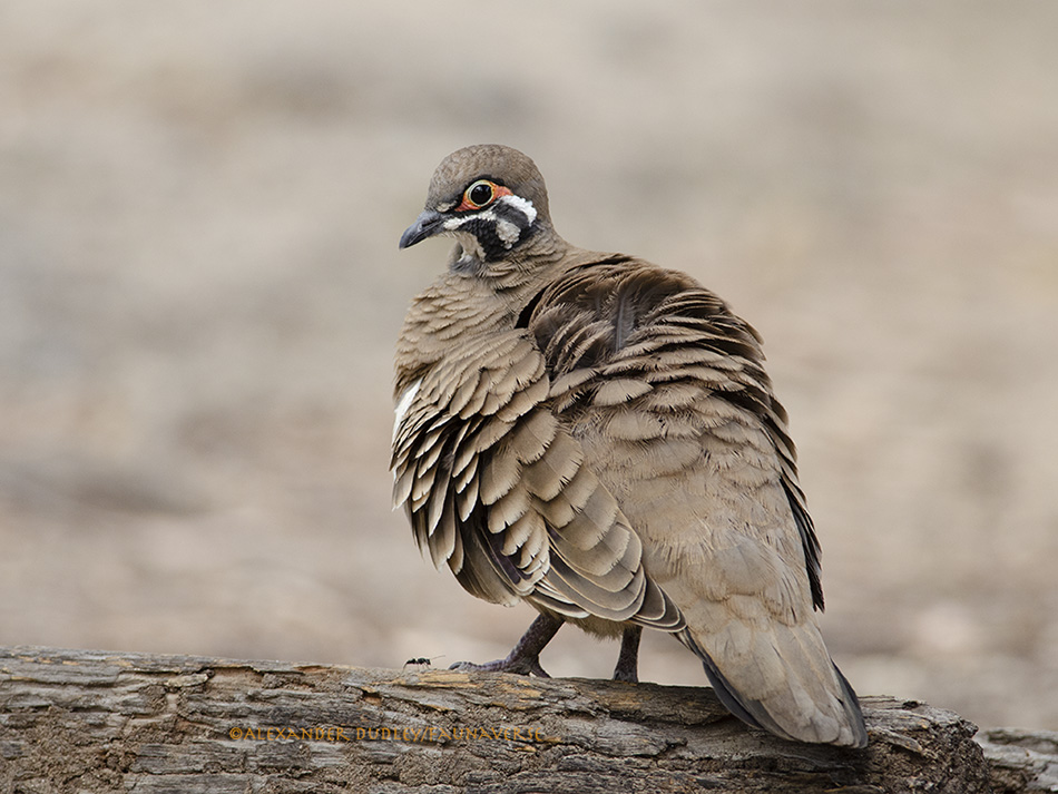 Squatter Pigeon