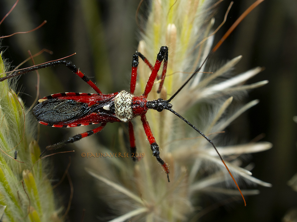 Assassin Bug, Reduviidaw