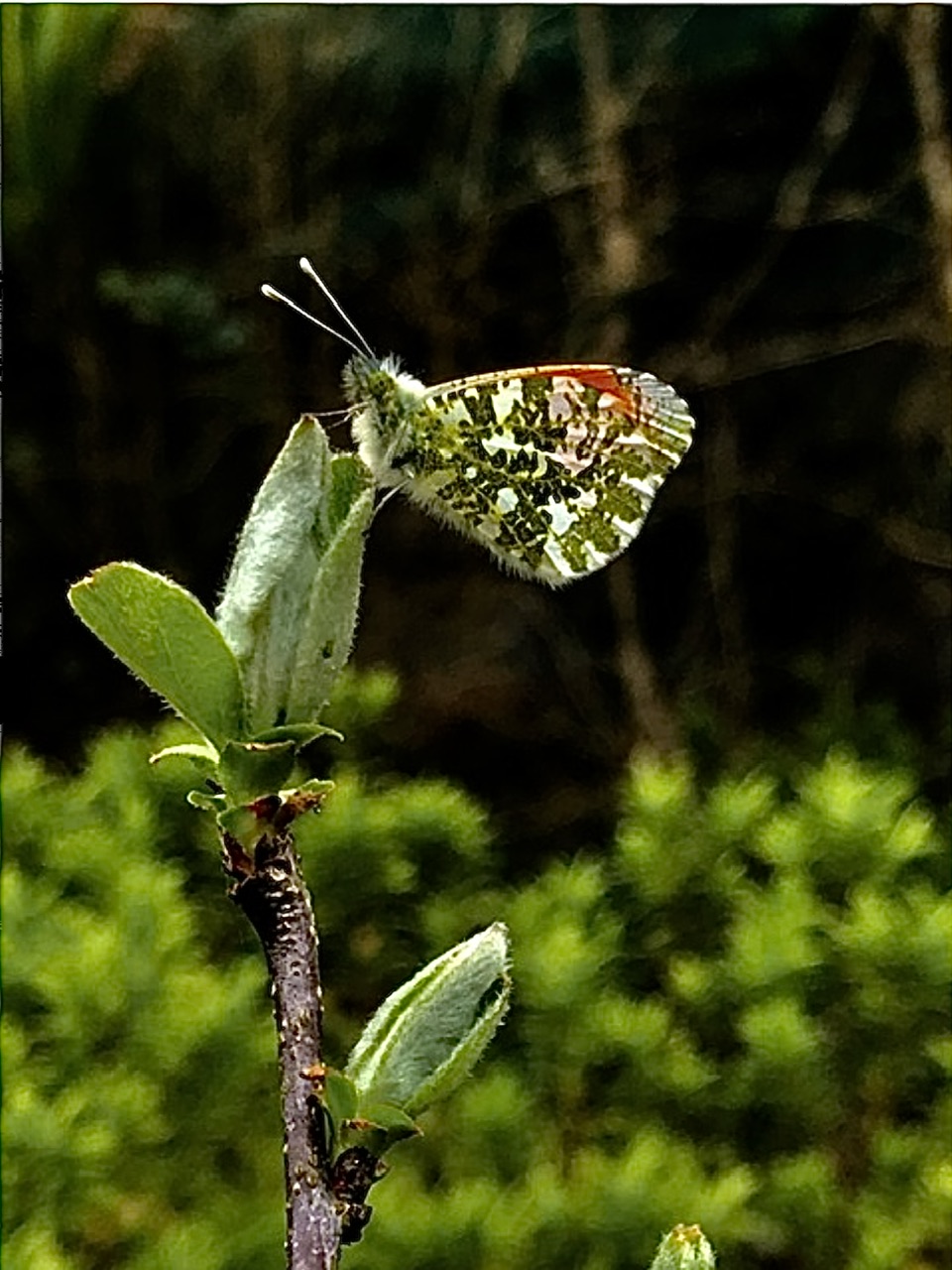 Un mignon petit messager du printemps