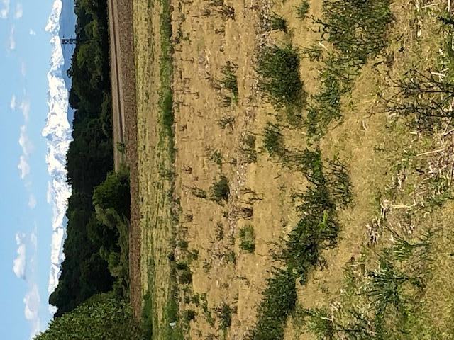 La pampa pyrnenne au mois de Mai