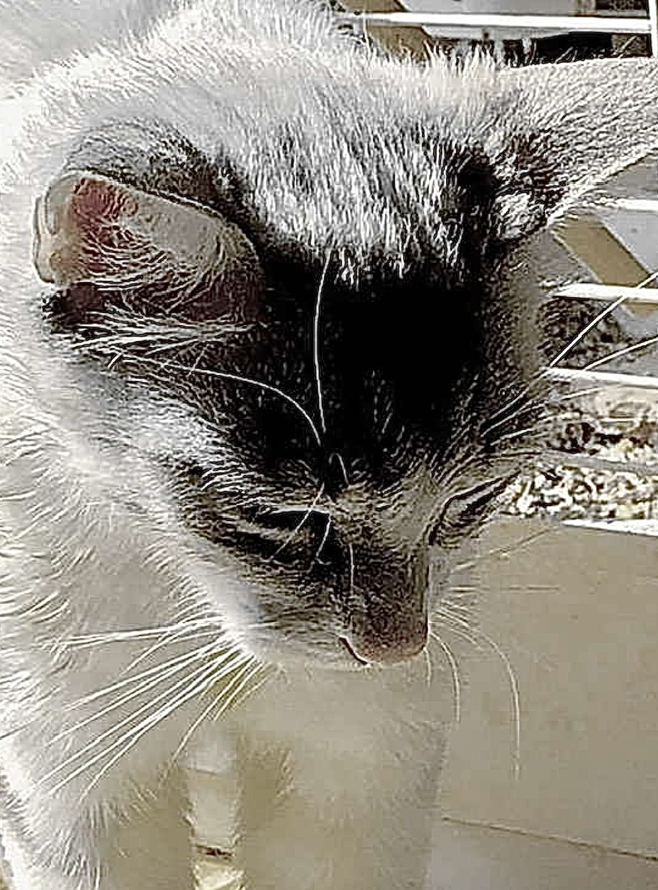 Maddie : Je viens de voir un autre chat !