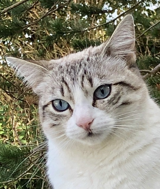 Maddie vient prs de moi quand je lis le courrier dans le jardin