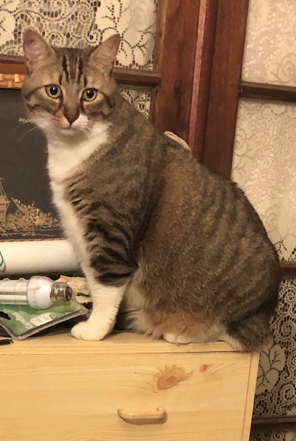Ce chat aime lordre et montre o ranger les affaires