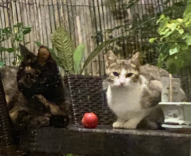 Inky et Lucie, une visiteuse