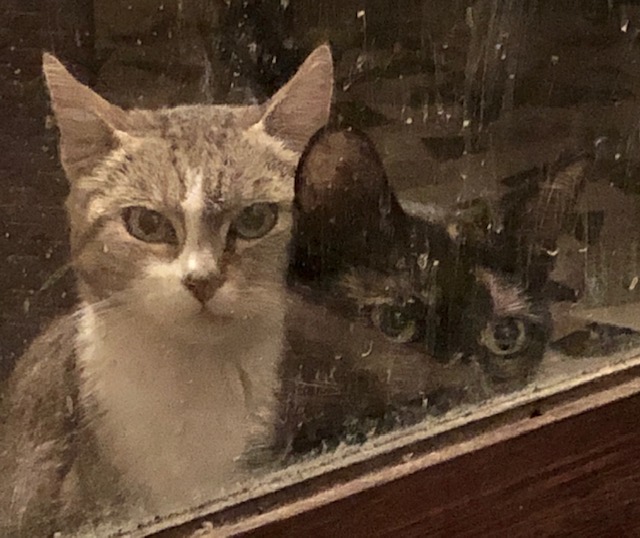 Alex et Inky, les affams du soir