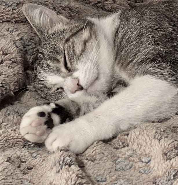 Nickie dort