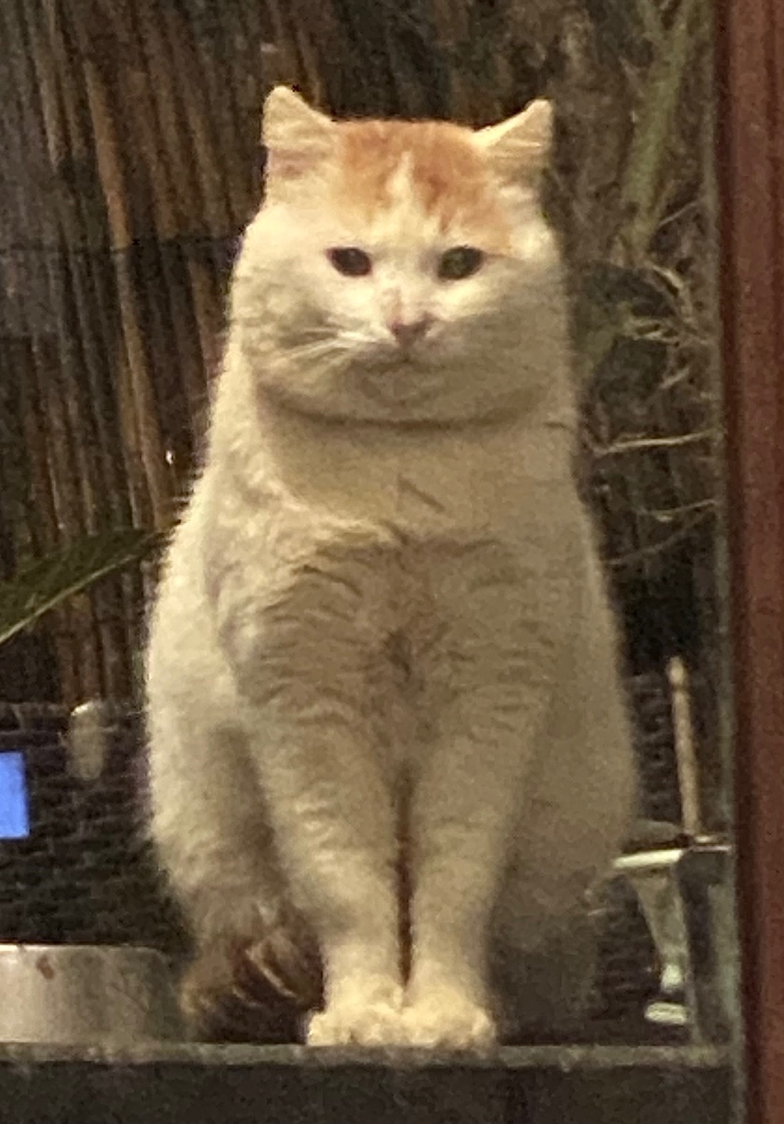 SnobCat en majest