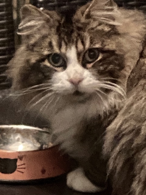 SmartCat