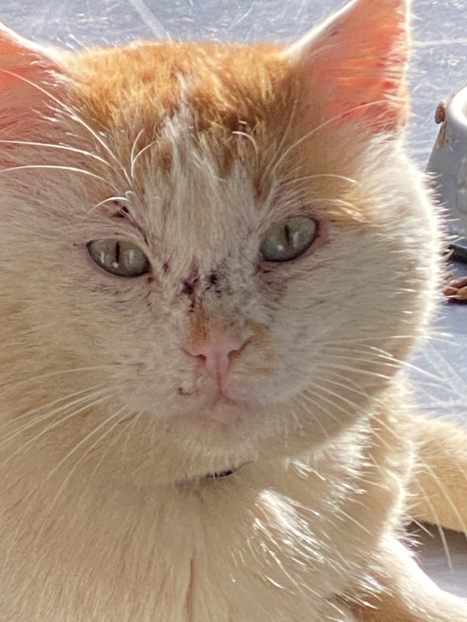 Jrme, le joli snobcat qui a sollicit ladoption qui a t accepte 
