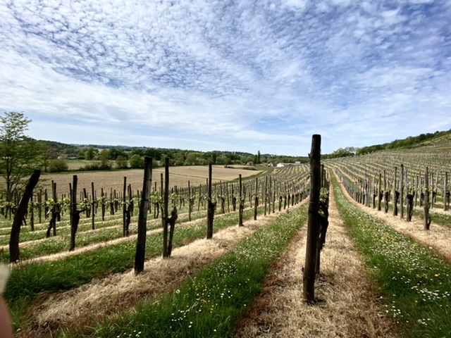 Des vignes  perte de vue...