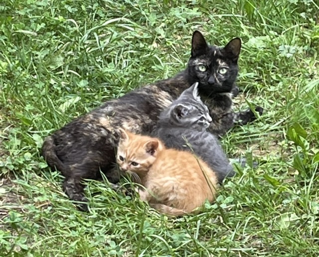 Inky et ses enfants Denis et Rocky dans le jardin