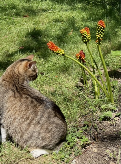 Causerie de Mitsuki avec les plantes du jardin