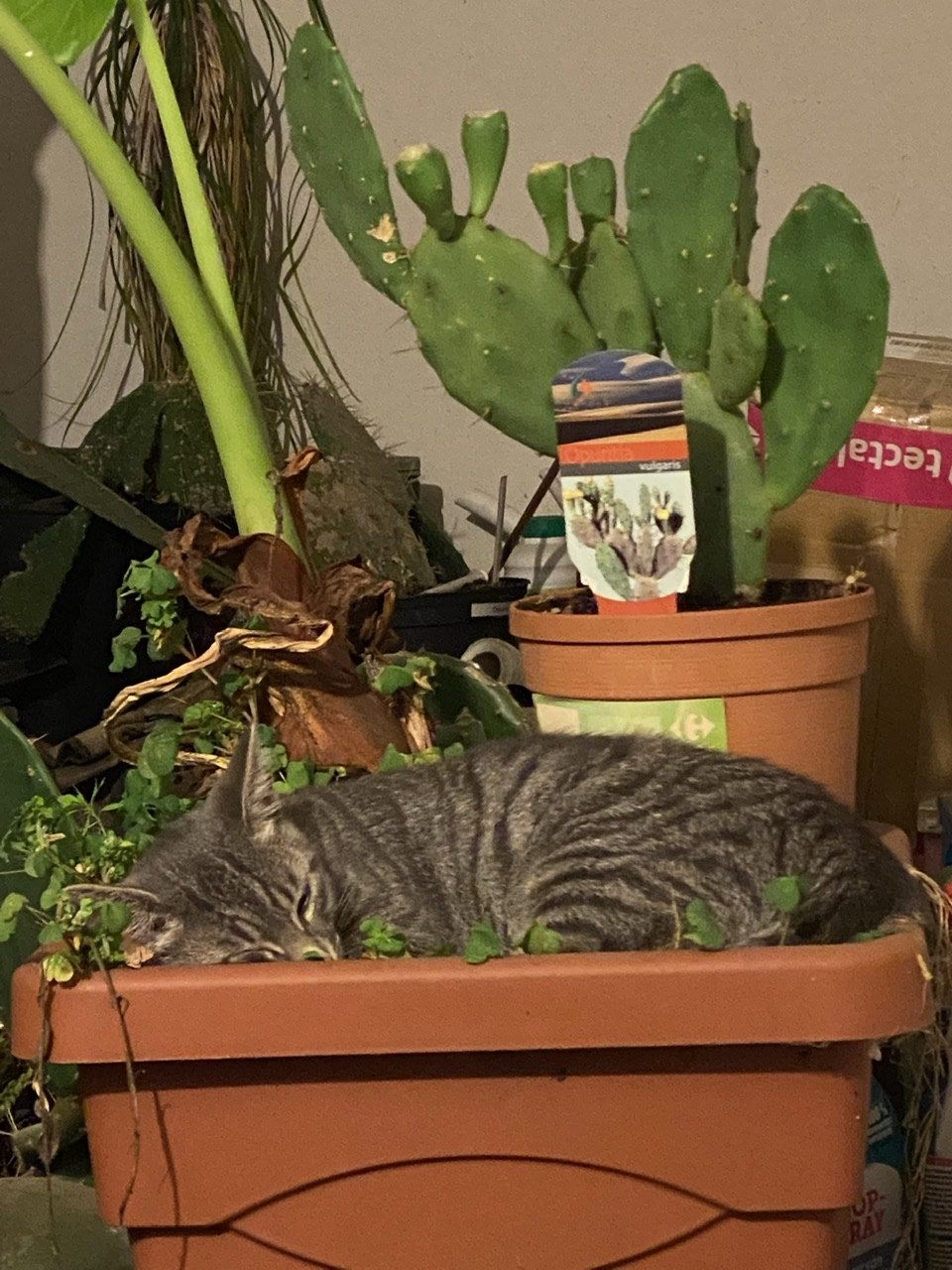 Rocky aime les plantes