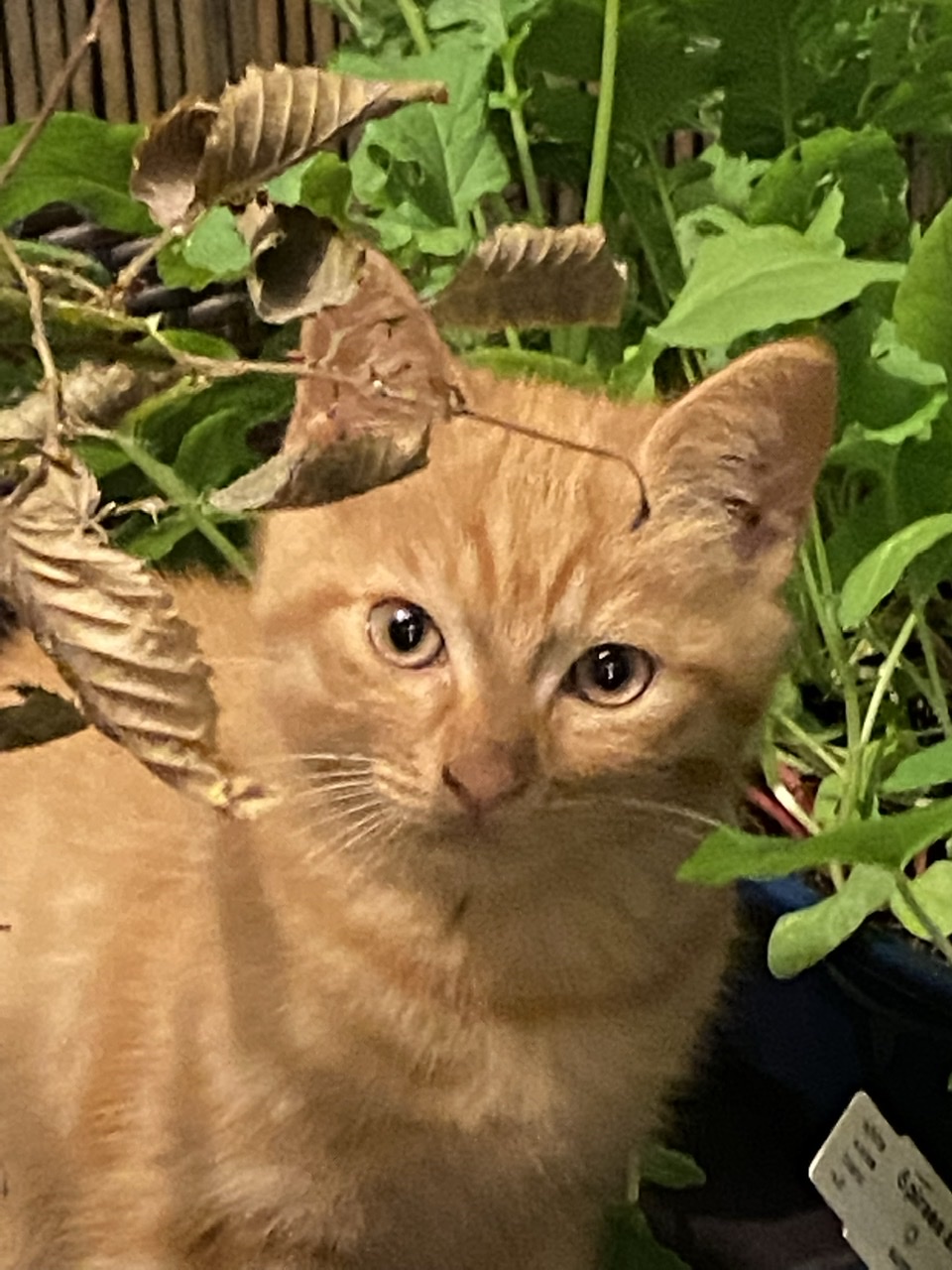 Denis