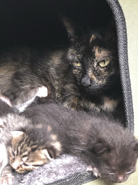 Inky et trois de ses sept nouveaux ns 