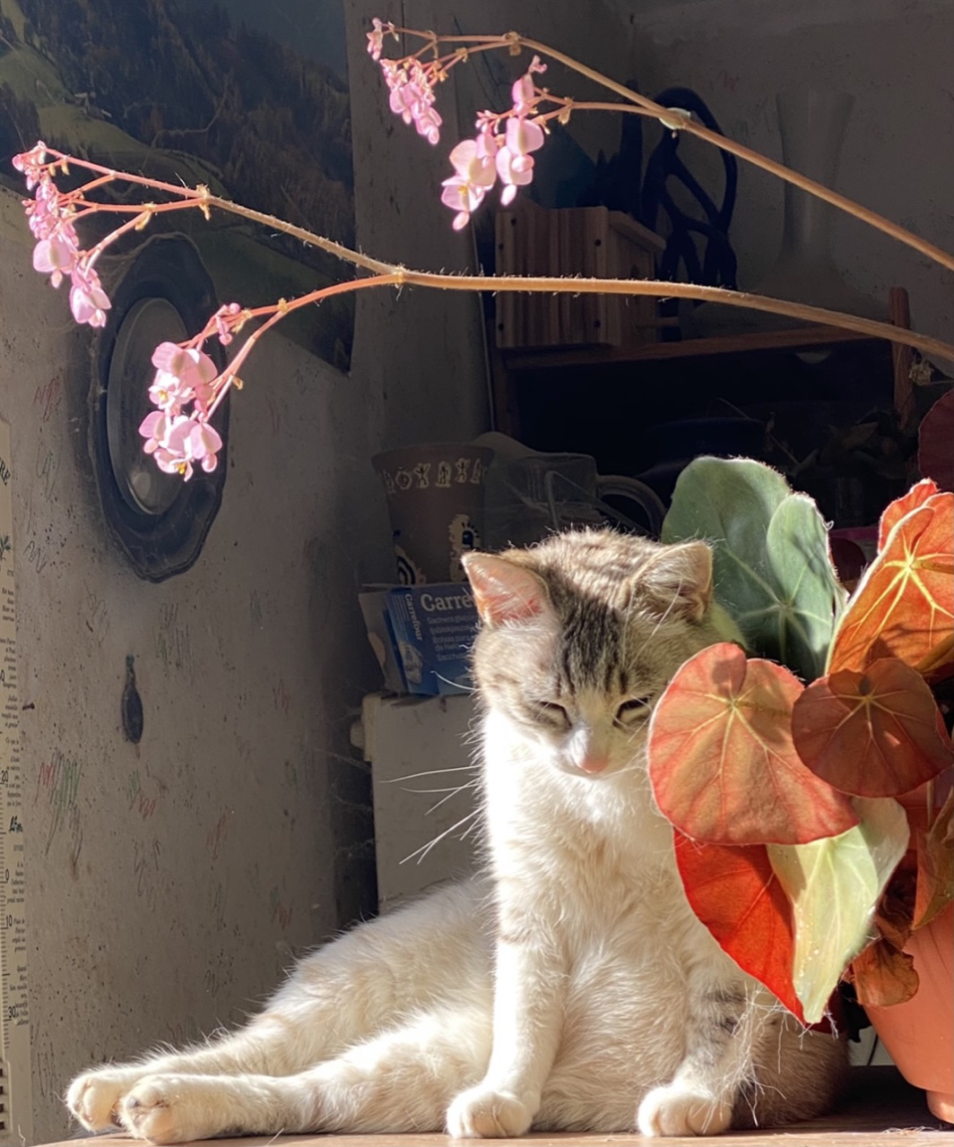 Maddie sait quelle est belle et se met en valeur prs des fleurs