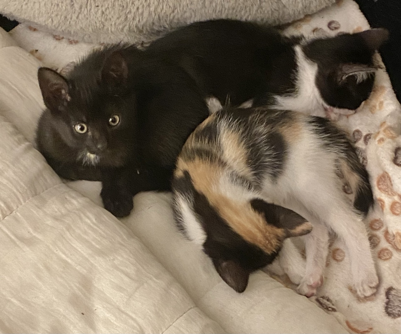 Herv Lonie et Gaspouminou