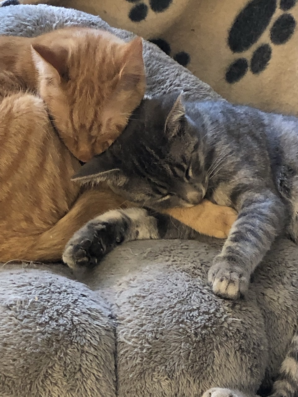 Pas frres pour rien Denis et Rocky