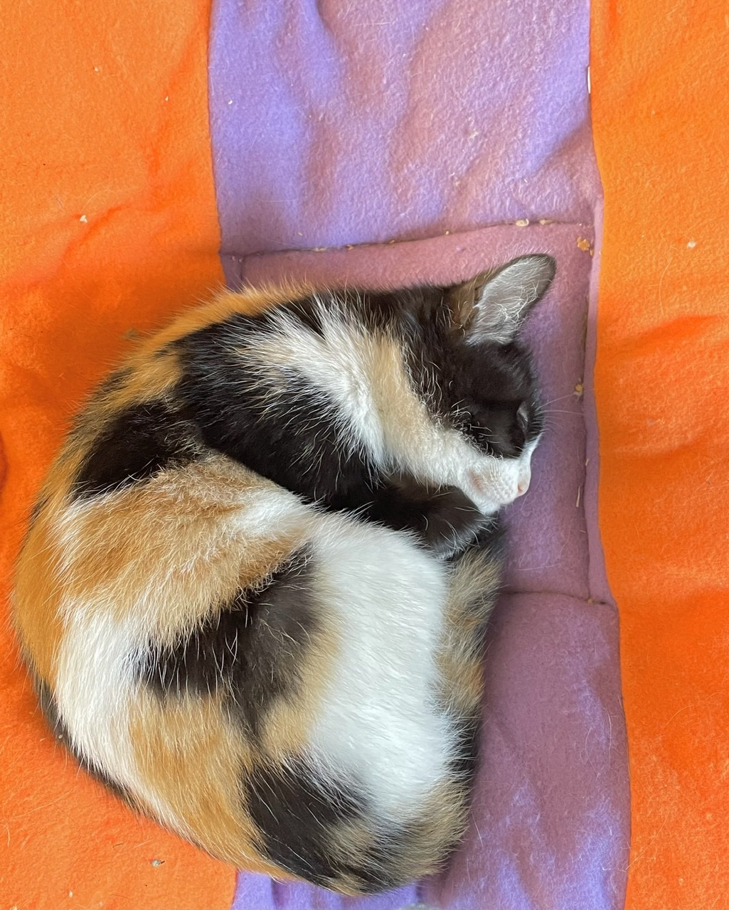 Lonie sur un coussin chic